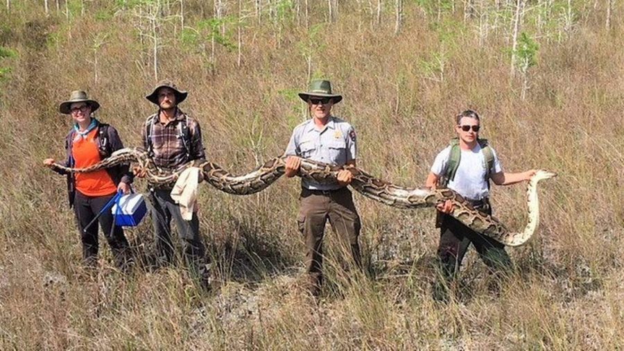Record-Setting+Python+Caught+in+Florida