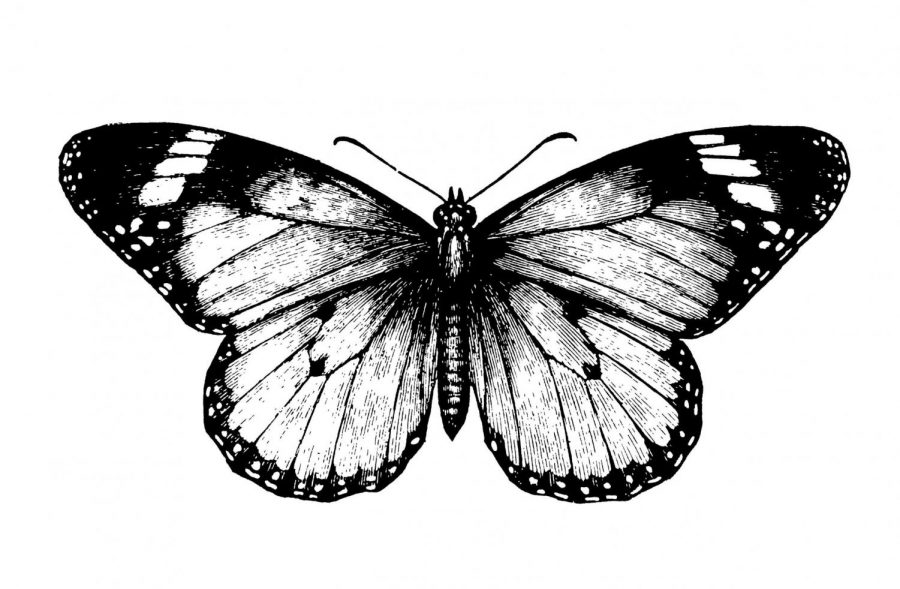 The Butterfly Effect and Me