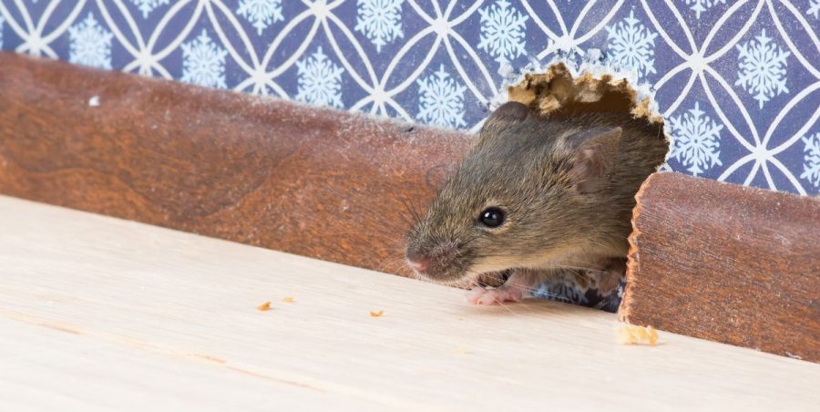 Mice Infestation in Regents